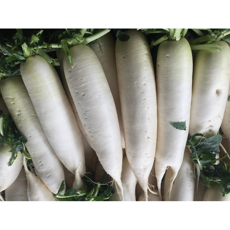 Raziščite hranilno vrednost sveže redkvice New Crop za krepitev imunosti in zaviranje rasti rakavih celic